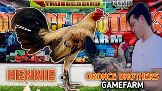 HENNIE  BAKASBAKAS GAMEFARM  ORONCE BROTHERS  QUALITY GAMEFOWL IN THE PHILIPPINES [upl. by Turnheim579]