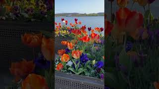 Floriade in Canberra [upl. by Anwad407]