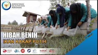 HIBAH BENIH IKAN KAKAP PUTIH [upl. by Harrod]