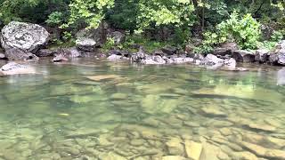 Trout  in the North Fork South Branch of the Potomac River  by Dan Gritsko [upl. by Jaunita]