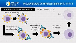 hipersensibilidad II 2024 [upl. by Varian]