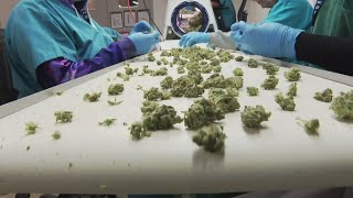 DEA moves to reclassify marijuana as a less dangerous drug [upl. by Rothenberg273]