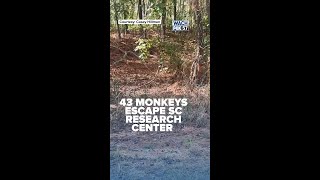 43 monkeys escape SC research center shorts shortnews yemasseesc monkey rhesusmonkey sc [upl. by Chara245]