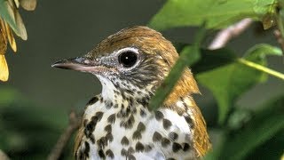 Wood Thrush Song [upl. by Felipa]