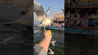 Epic Birds Of The Ganges River [upl. by Shaikh]