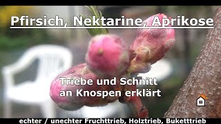 Pfirsich Nektarine Aprikose  Triebe und Schnitt an Knospen erklärt [upl. by Assertal]