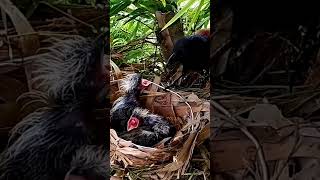 Greater coucal Birds Eat BabyEp22 [upl. by Jaquelin]