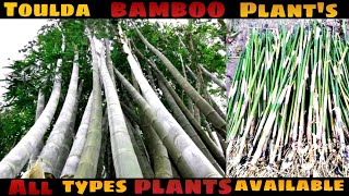 Bamboo Plants Nursery  All Bamboo Varieties  Bambusa Balcooa Tulda Hamiltonai  hellokisan5149 [upl. by Singh]