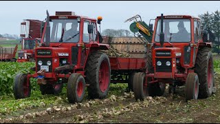 Volvo BM Tractors During Sugar Beet Harvest 2024  Zuckerrübenernte 2024 [upl. by Amorita760]