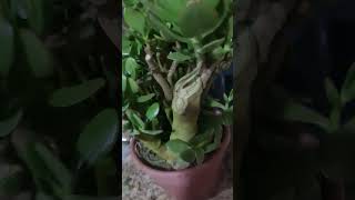 Planta jade para replante [upl. by Yessak]