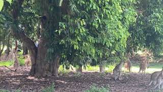 A lot of kangaroos in Mareeba Golf course [upl. by Lexie]