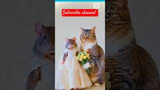 Mouse cat marriage funny shortvideos funnyanimal viralvideos [upl. by Eelidnarb451]