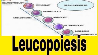 Leukopoiesis WBCs Formation [upl. by Aleakam]