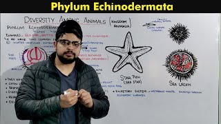 Phylum Echinodermata Characteristics and Overview [upl. by Ailerua]