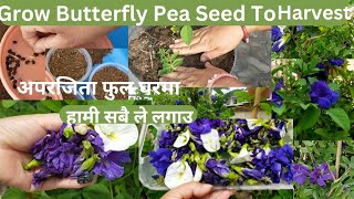 How to grow Aparajita from seeds amp Aparajita Benefits and Harvesting Clitoria Ternatea gardening [upl. by Yllus]