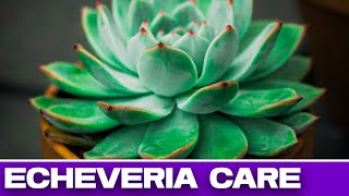 Echeveria  Lakshmi Kamal plant care  Succulent plant 1  House plant3 [upl. by Jacoba]