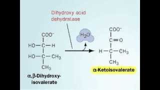 Biosynthesis of valine [upl. by Nnylatsyrk]