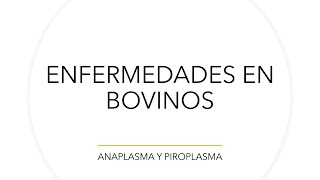 Enfermedades en bovinos Anaplasma y Piroplasma [upl. by Enelyam908]