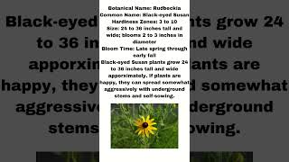 A Little Information about the Black Eyed Susan Rudbeckia Plant shorts [upl. by Anirdna]