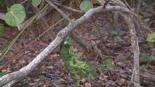 Iguanas stiffen up as cold weather sweeps across South Florida [upl. by Hsetim]