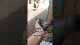 Gallo Criollo ➕️ Gallina Araucana criolla🐣🐣🐣mira el Resultado♥️Aquí todo florece🌺 gallinaspollos [upl. by Martynne]