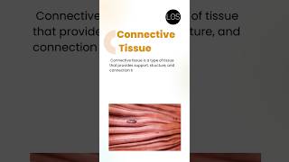 Connective Tissue Class 9 Biology  Tissues [upl. by Cowles]