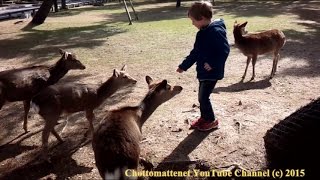 Japan Nara Part II  Even More Deer [upl. by Pressey]