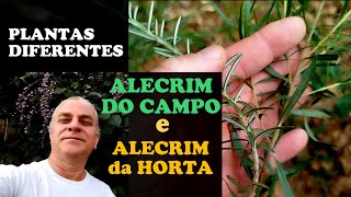 ALECRIM do CAMPO vs ALECRIM COMUM  Qual a real DIFERENÇA [upl. by Norrad]