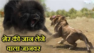 10 ऐसे जानवर जो शेर की जान ले सकते हैं  10 ANIMALS THAT CAN KILL A LION [upl. by Oinotnaesoj896]