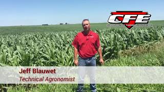 Fungicide on Corn [upl. by Clarinda]