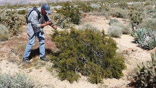 CREOSOTE BUSH Medicine Cabinet of the Desert aka Greasewood Larrea Tridentata [upl. by Clute43]