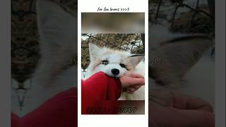 For white ice fox lovers cuteanimal whiteaesthetic [upl. by Lipkin420]