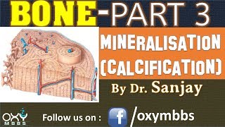 BONE PART 3  MINERALISATION CALCIFICATION [upl. by Aititel]