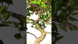 Exquisite Specimen Indoor Ficus Bonsai Tree with Phenomenal Styling 32 years [upl. by Ayalat]