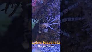 Un Crabe boxeur 🥊  Floraquatic fishkeeping marin saltwater aquarium shortsyoutube [upl. by Ignacius]