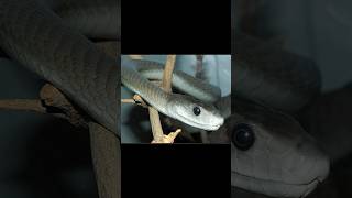 Black mamba snake and lion snake lion facts venom wildlifeanimals poision tiktok reels [upl. by Nylhsa]