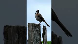 Tico tico canto lindo na natureza shorts [upl. by Steele]