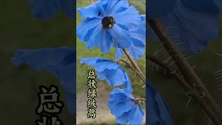 在海拔4000米高原上摇曳生姿的绿绒蒿。Meconopsis betonicifolia，绿绒蒿，也叫喜马拉雅蓝罂粟。Himalayan blue poppy tibet 西藏 china [upl. by Sinnoda]