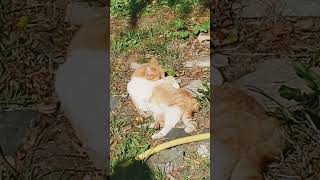 BAGNETTO DEL GATTO cat shortvideo shortsyoutube catlover shorts shorts [upl. by Attenej815]