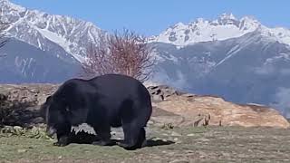 big asiatic black bear in southern Tibet xizang [upl. by Serg]