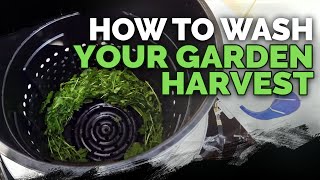 How to Harvest Wash and Dry Your Greens Quickly [upl. by Anar]