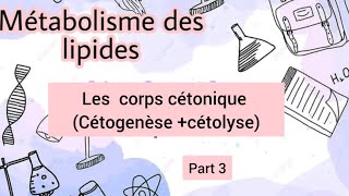 métabolisme des lipides corps cétonique Cétogenèse cétolyse [upl. by Eugilegna169]