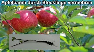 Apfelbaum aus Stecklingen selber ziehen  Apfelbaum aus Ast  durch Zweig vermehren – Anleitung [upl. by Eceinahs]