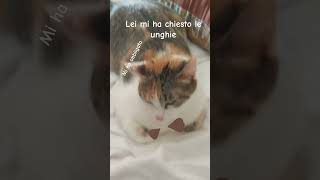 mi ha obbligato memes music furry antizoo funny therian cute art perte song [upl. by Acirej217]