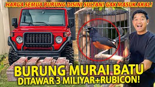 GAK NYANGKA BURUNG MURAI ADA YANG DITAWAR RP 3 MILIYAR  RUBICON TETEP AJA GAK DIJUAL [upl. by Marbut]