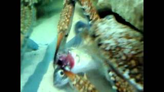 Crab eats fish alive [upl. by Ellenar]