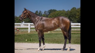 Keeneland November Horses of Racing Age SaleHip 4228 Fleet Street [upl. by Jaret]