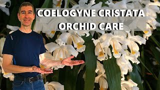 COELOGYNE CRISTATA ORCHID CARE  improving its culture [upl. by Ydnes]