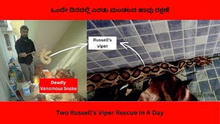 Deadly Russells Viper Inside The Swimming Pool viper deadly reptiles snakerescue viralvideo [upl. by Toor]