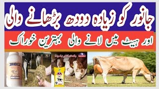 Best feed for cow to increasemilk increase for buffalo lHow to increase milk buffalo after delivery [upl. by Nnaynaffit]